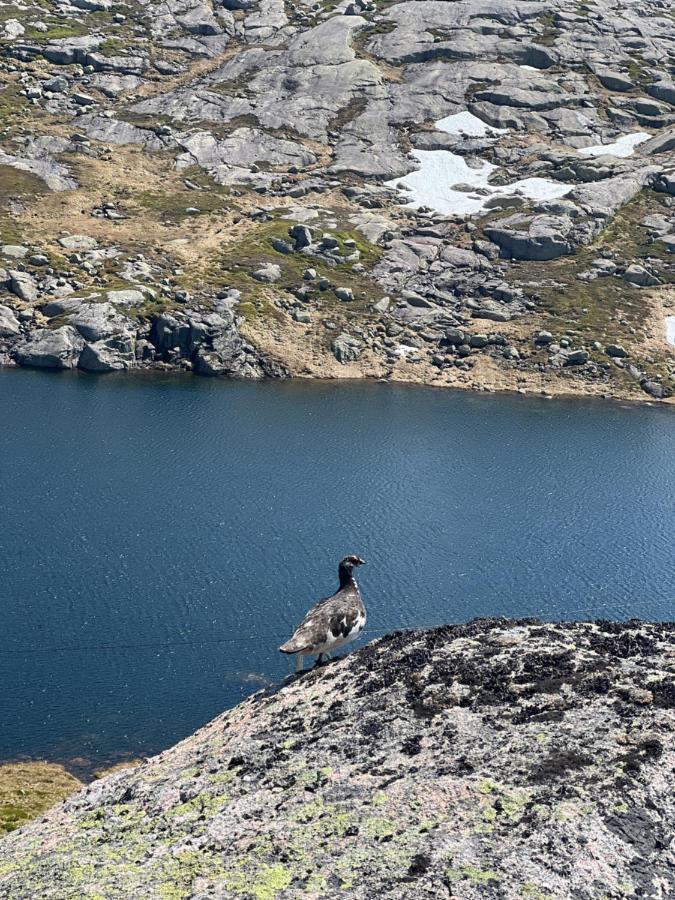 Flott Leilighet Pa Haugen I Sirdal Tjorhom Εξωτερικό φωτογραφία